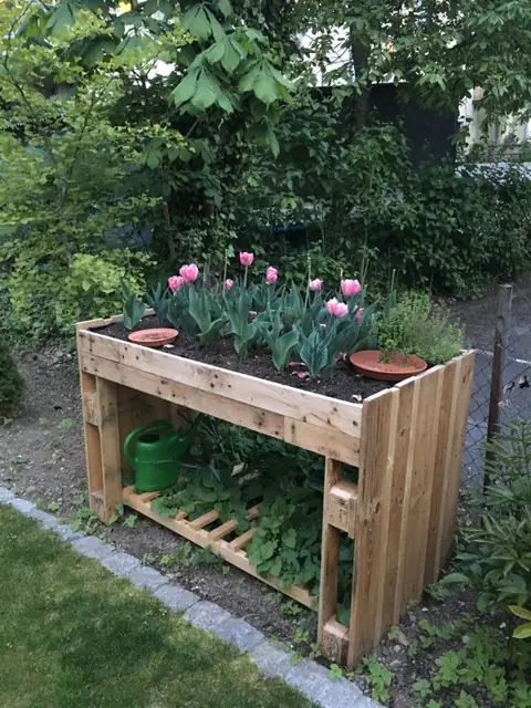 Hochbeet aus Paletten mit rosa Tulpen und Gießkanne im Garten